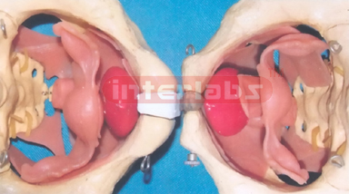 HUMAN FEMALE UNFINE PELVIS MODEL